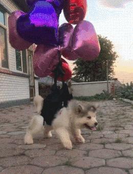 女朋友是不是平胸怎么验,被说平胸怎么安慰自己