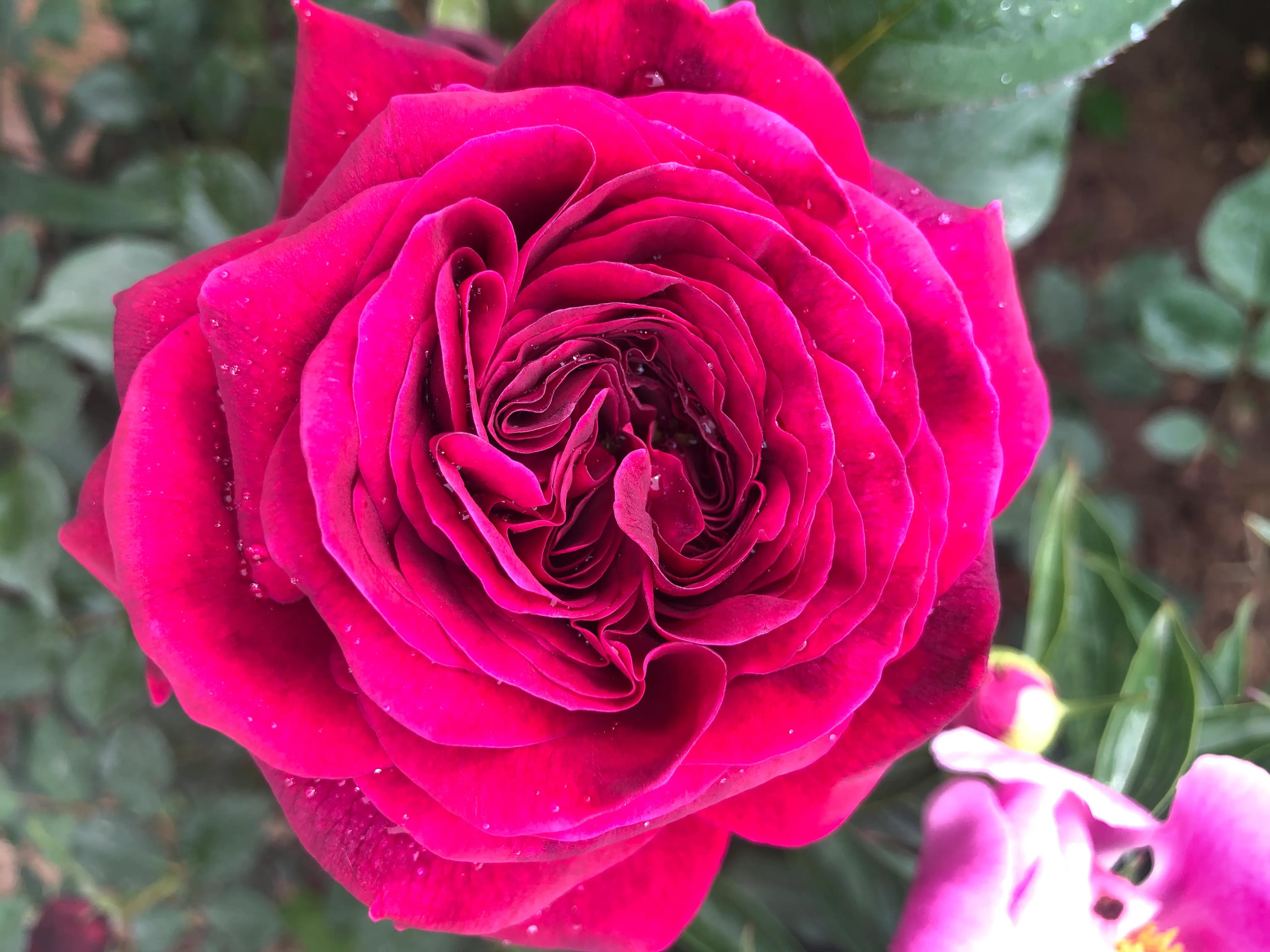 因好奇紫黑色秋花入手的月季皇宫，没想到春花和夏花这么雍容华贵