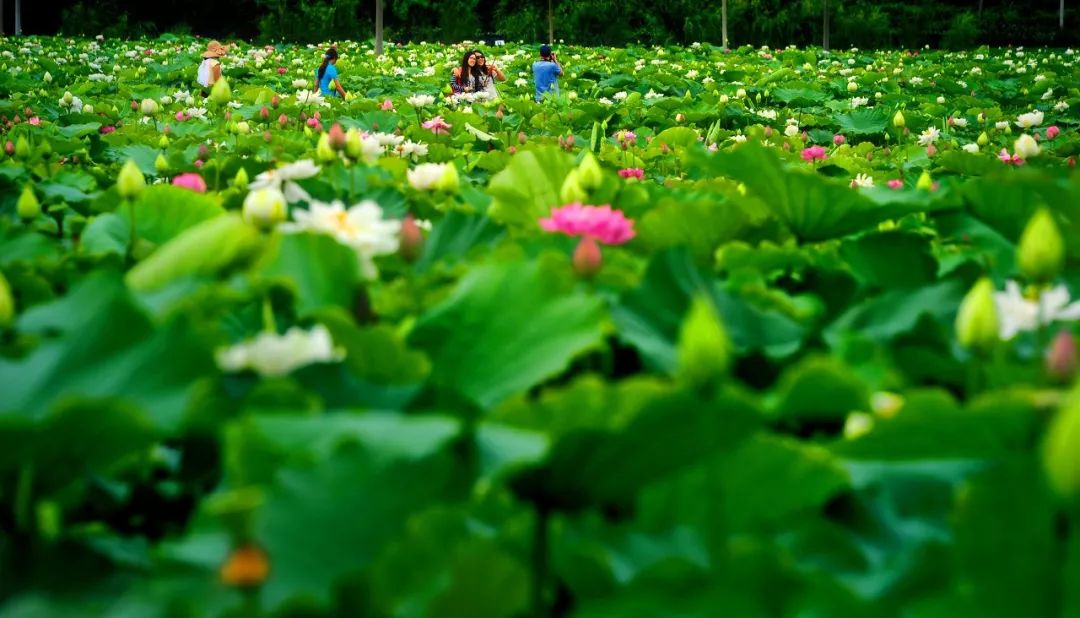 云南普者黑在哪个城市,云南普者黑最美的风景在哪里