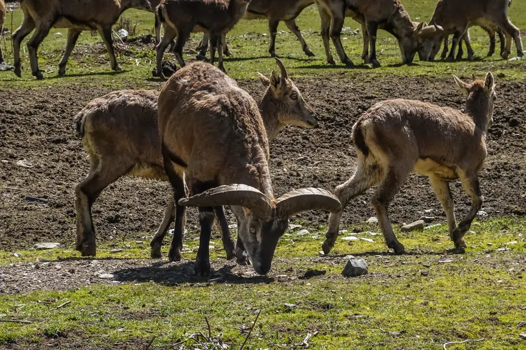 7月24日|浓浓援藏情，沪藏一家亲珠穆朗玛峰、扎什伦布寺9日“上海-日喀则”援藏旅游包机活动