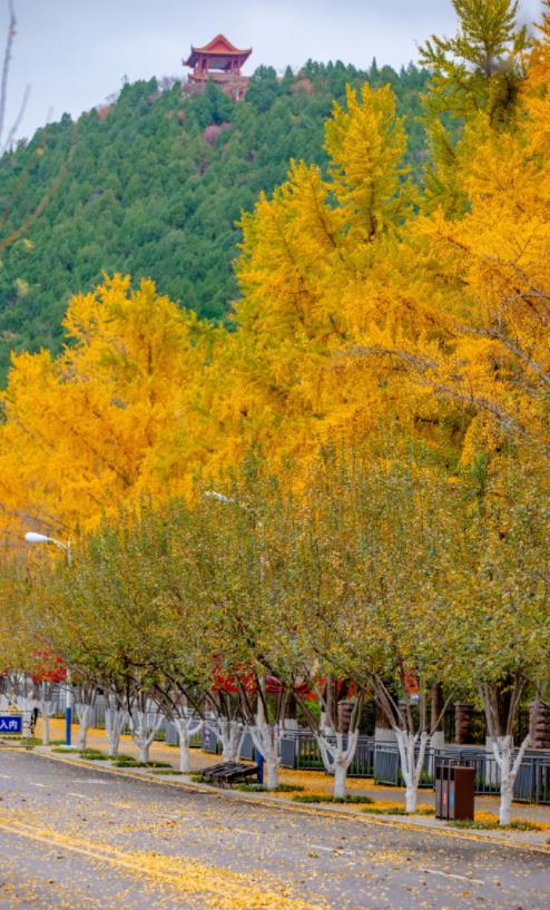济南必打卡之地金秋时节,济南冬季打卡旅游胜地