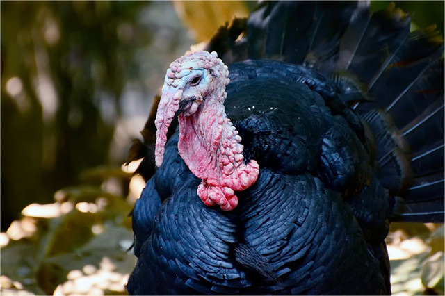 火鸡真的非常难吃英语,火鸡有多难吃解说