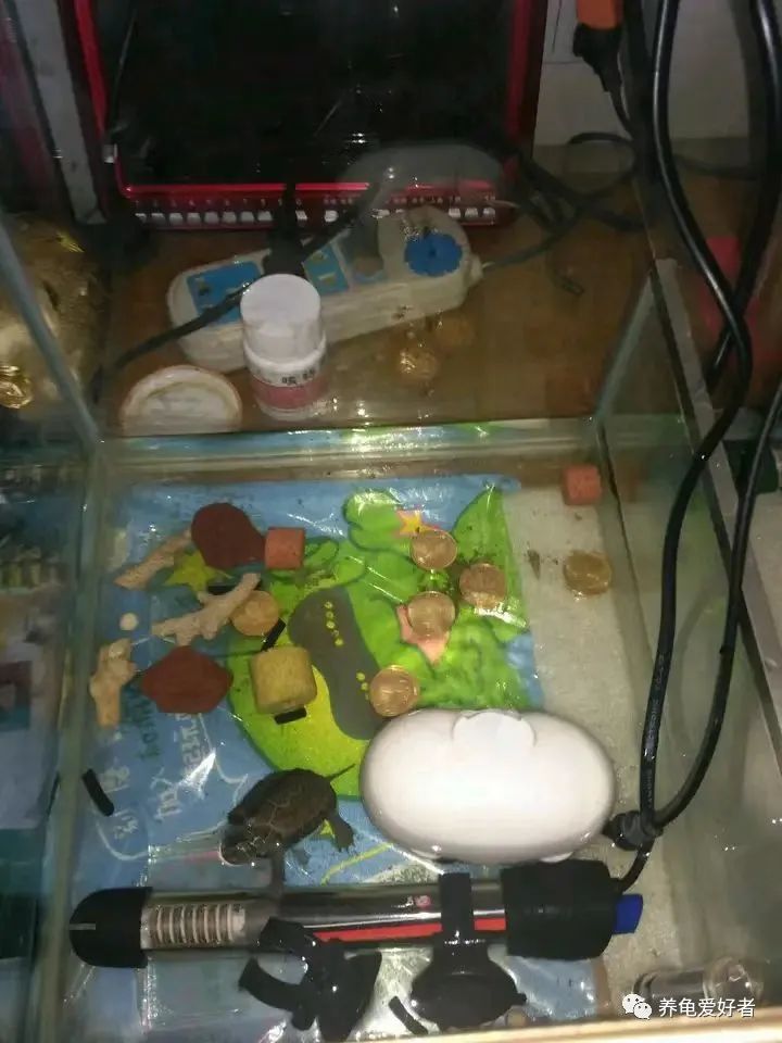 养龟必须要有晒台吗,养龟的晒台最好用什么