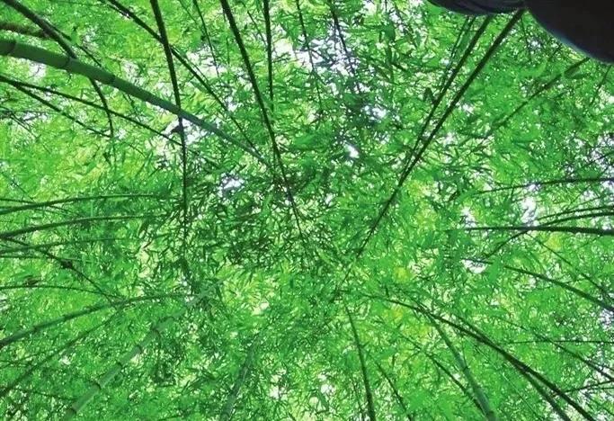 食在贵州农家特产,遵义桐梓马鞍山转盘方竹笋火锅