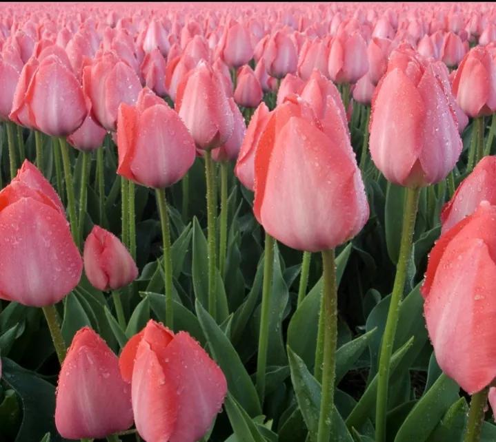 你的生日对应的是哪种生辰花,你的生日对应哪种花