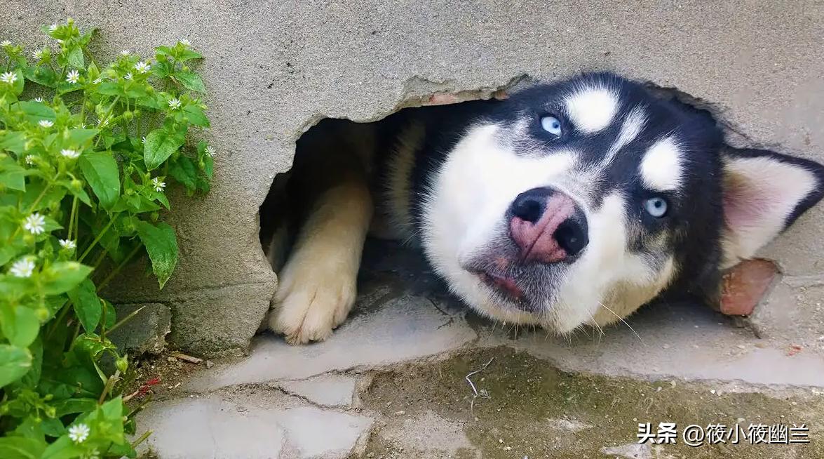 二傻子哈士奇怎么养,双血统哈士奇好养吗