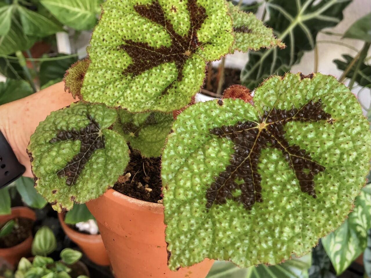 除甲醛最好植物盆景,除甲醛的植物有哪些啊