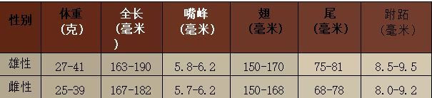 金丝燕科普视频,金丝燕的介绍