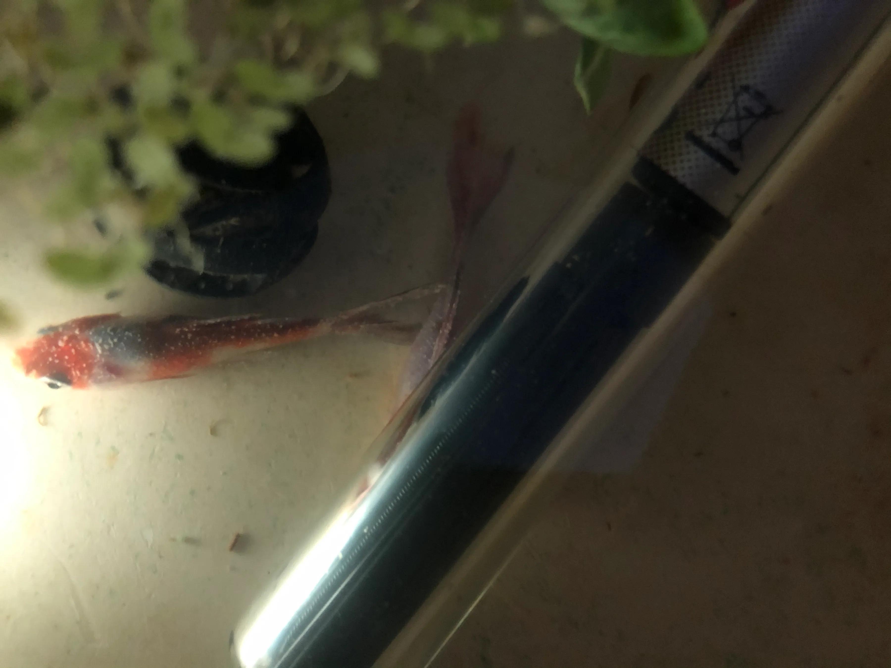 金鱼打粉病的治疗方法,金鱼充血烧尾治疗方法