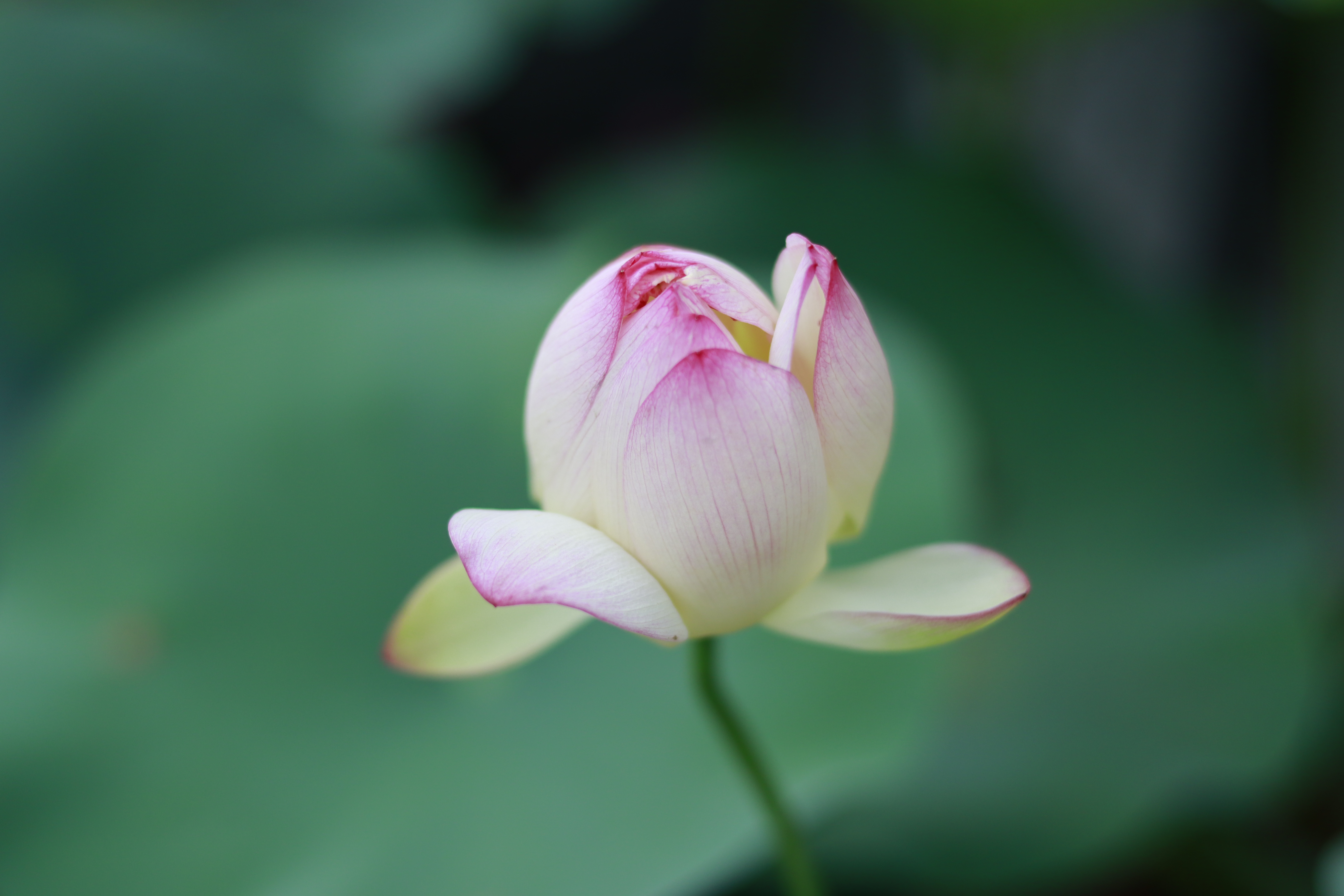 摄影小白需要买哪些装备,摄影小白买多少钱的相机