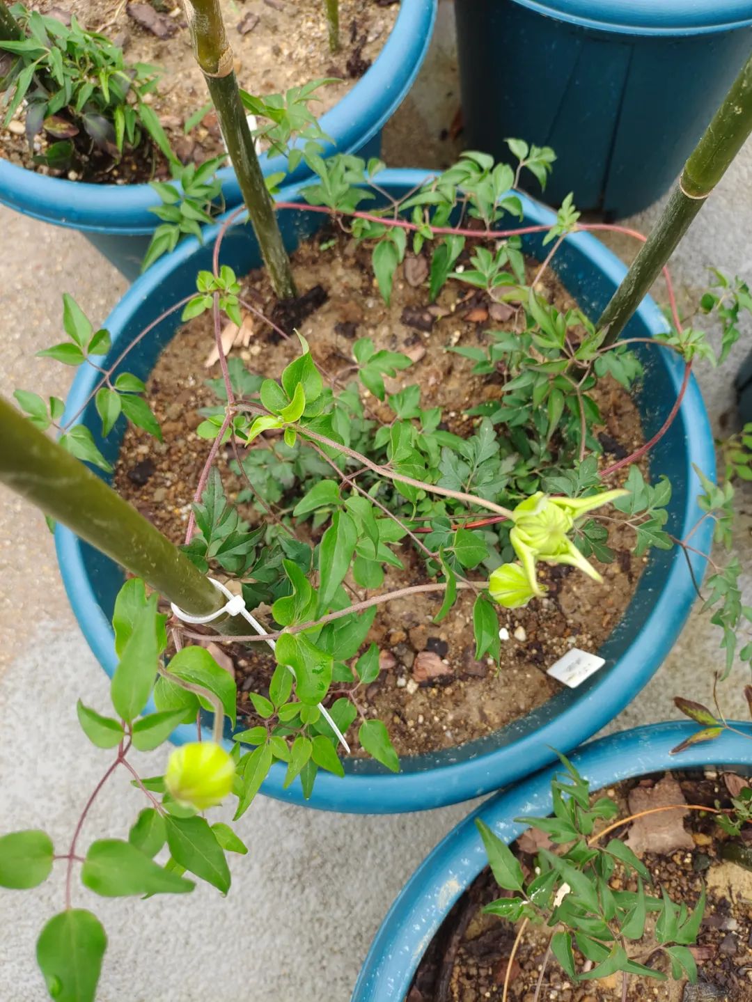 刚刚购买过来植物要怎样养,刚买的盆栽