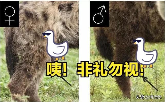 鬣狗斑鬣狗雌雄,怪哉