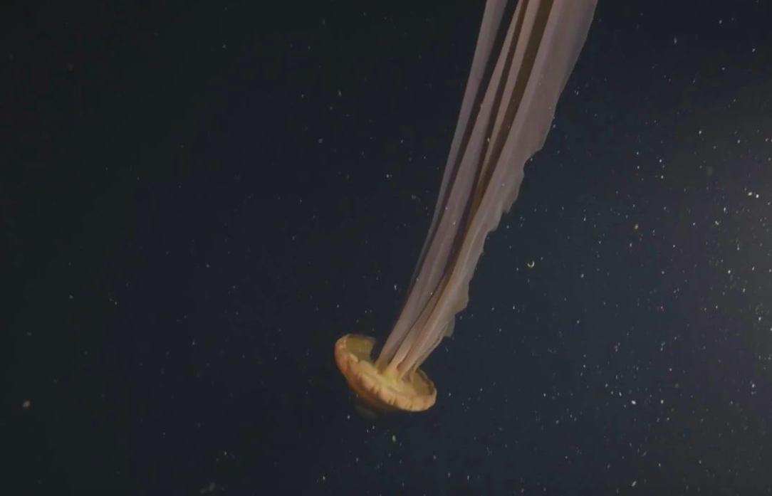 深海生物冥河水母,海底有多恐怖冥河水母