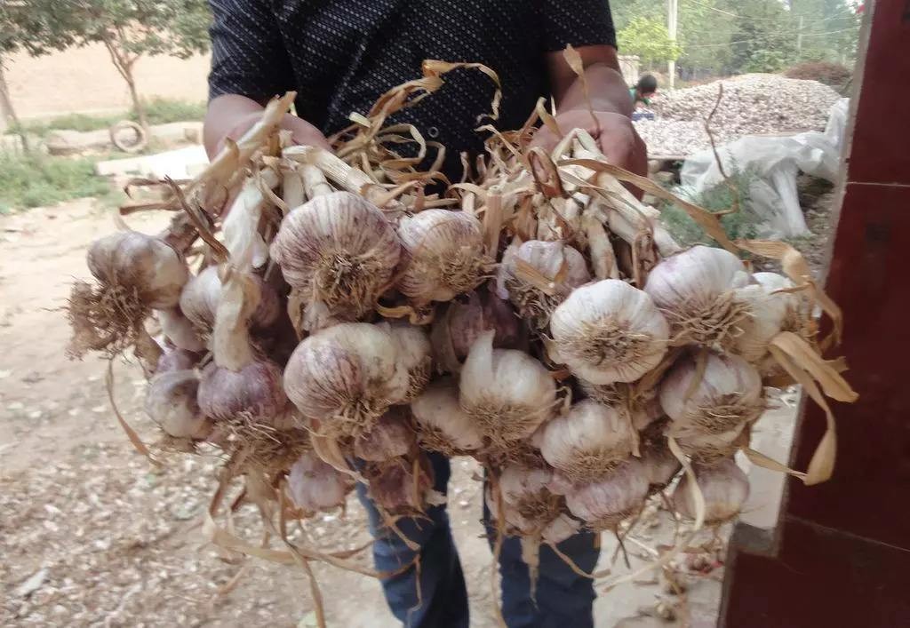 哪里的大蒜最好吃排行,哪种蒜最好吃