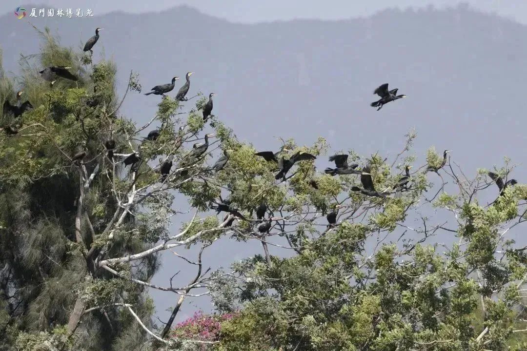 今年春节厦门哪里适合遛娃,春节厦门遛娃游玩攻略