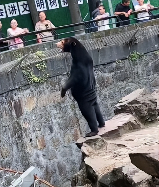 火到国外的熊猫视频,杭州动物园黑熊在国外火了