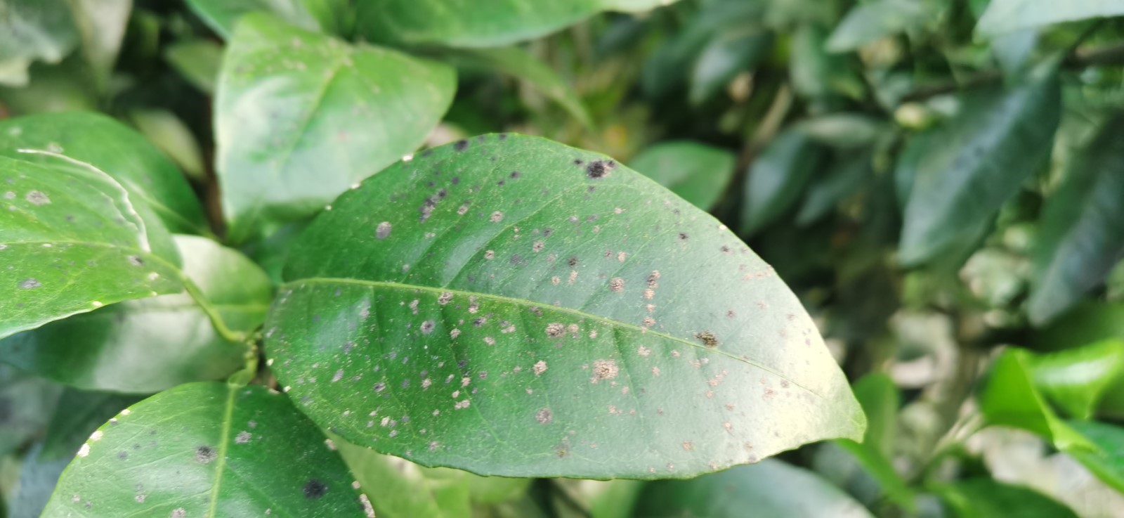 柑橘烟煤病害图片,柑橘煤烟病的防治最新视频