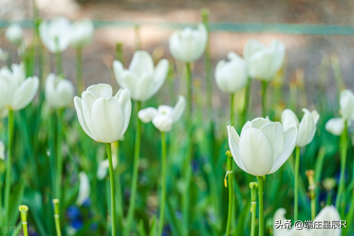 一定不要错过郁金香开花的季节,郁金香鲜花什么季节有