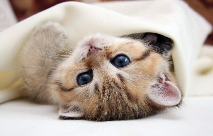 猫咪出现后腿走路无力是怎么回事,猫咪后腿走路无力什么情况引起的