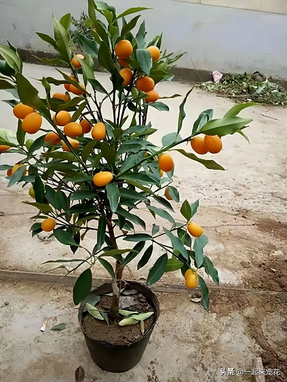 客厅种什么树风水最好,家中适合种的五种树