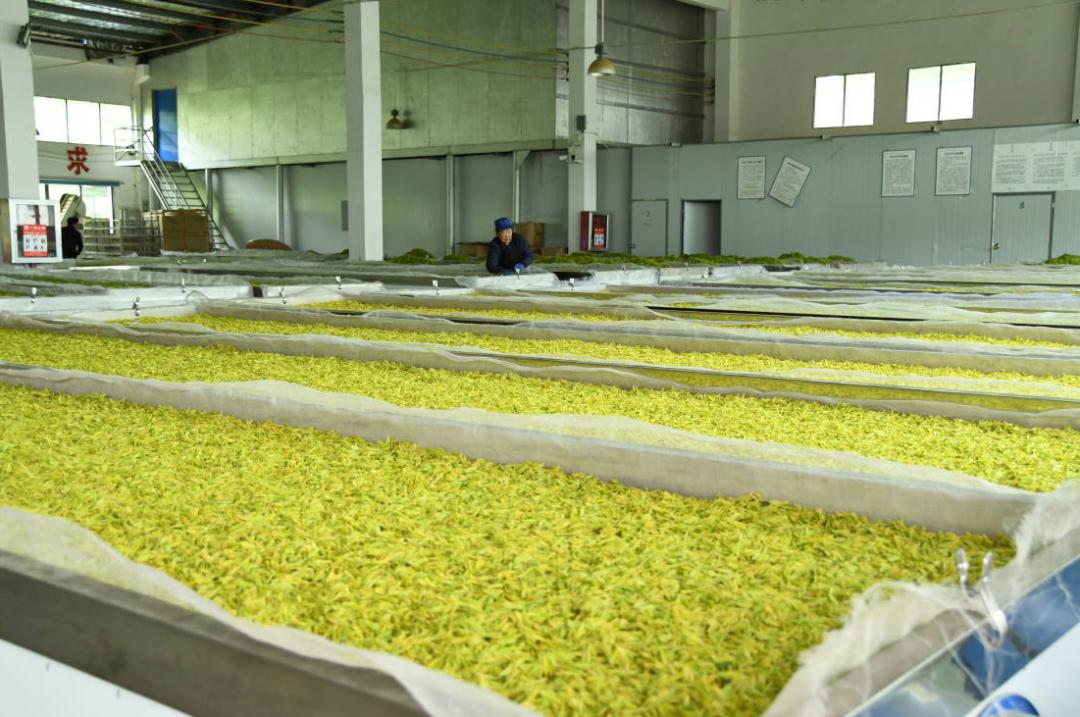 余庆茶亮相四川成都,余庆茶为什么是干净的