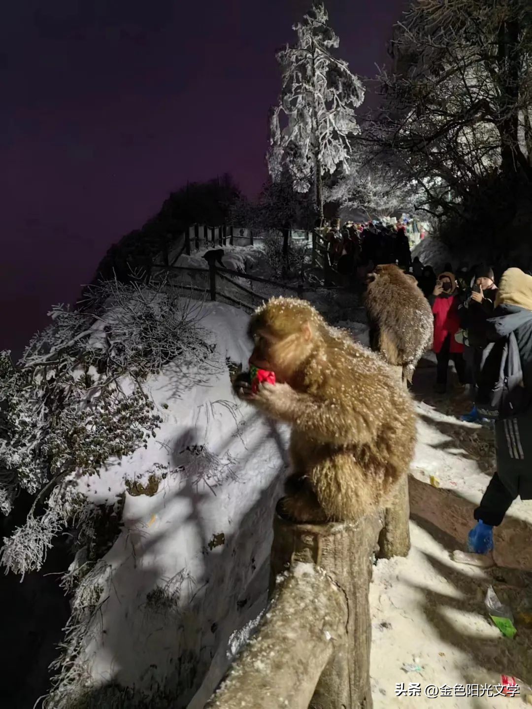 游峨眉山,游峨眉山作文