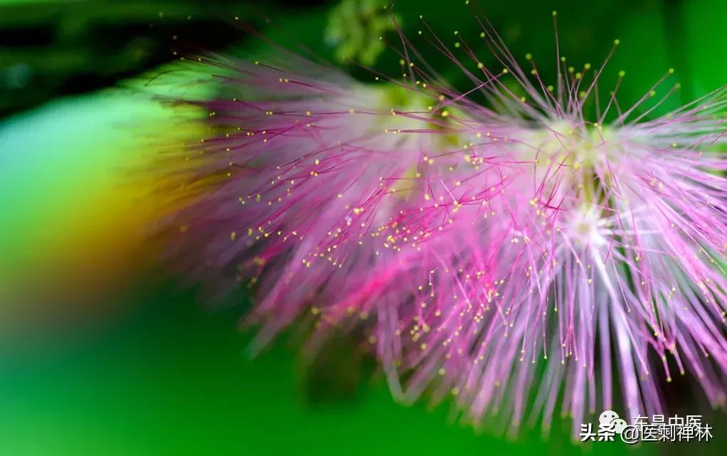 *欢合**，失眠的克星