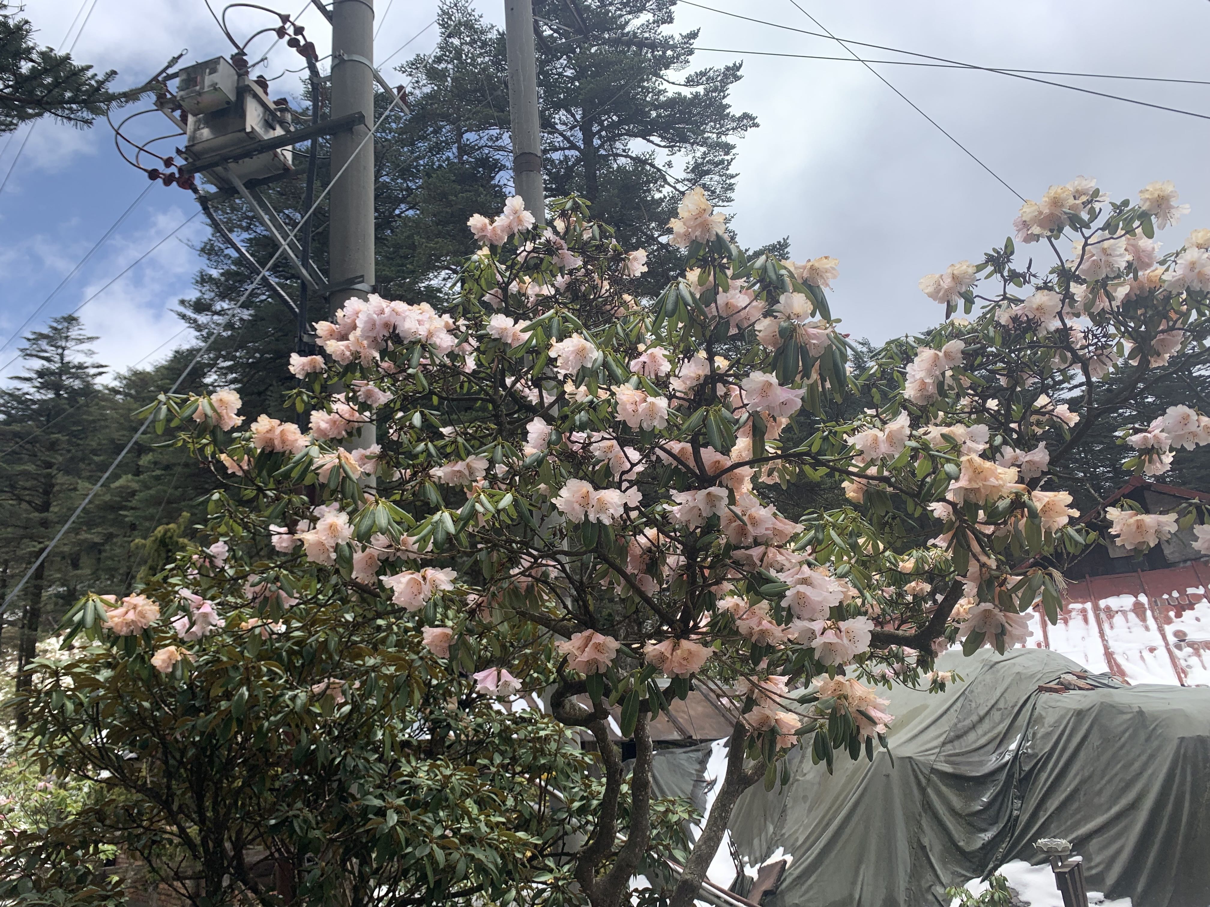 一加ace2v和苹果xr哪个好,从苹果xr换到14plus