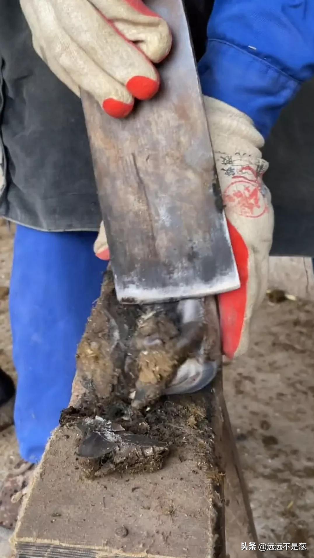 不装了，我承认就是喜欢看修驴蹄！建议没看过的都看，太治愈了