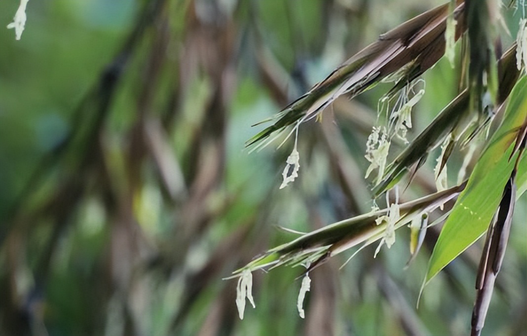 大自然的奇花有哪些,大自然一年四季都能开的花
