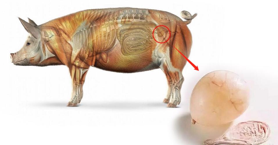 足球的起源手抄报,足球的起源动画片