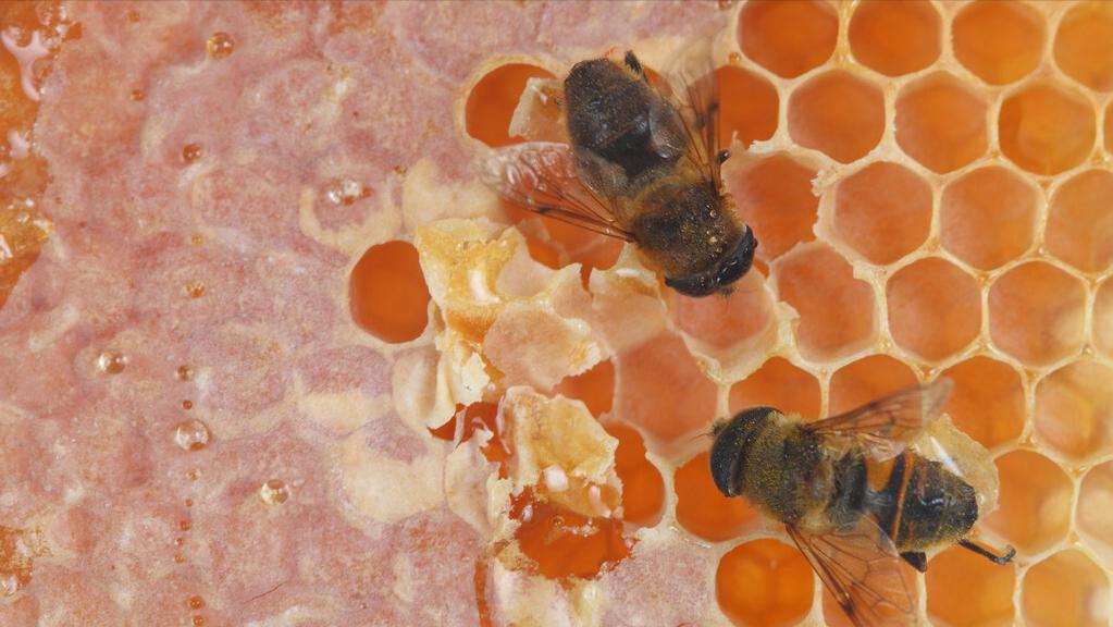 十块多蜂蜜造假,解密勾兑蜂蜜