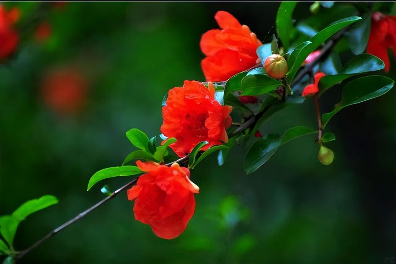 夏日清晨阳光唯美的古诗词,炎炎盛夏的古诗词