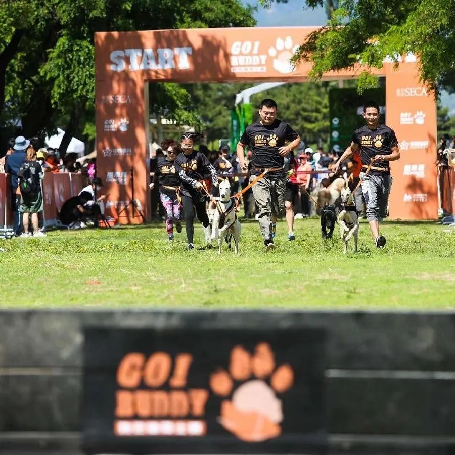 狗巴迪勇士赛程,狗巴迪勇士赛是赛级犬吗