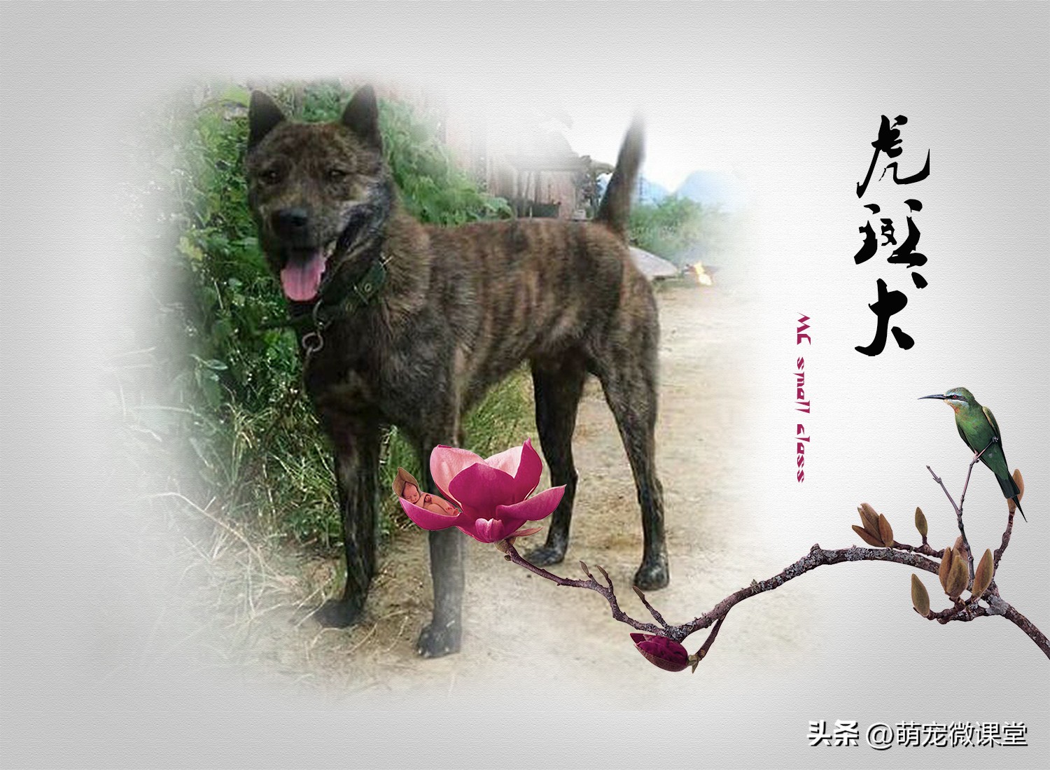 盘点我国本土犬种，有没有你们家乡的犬种？