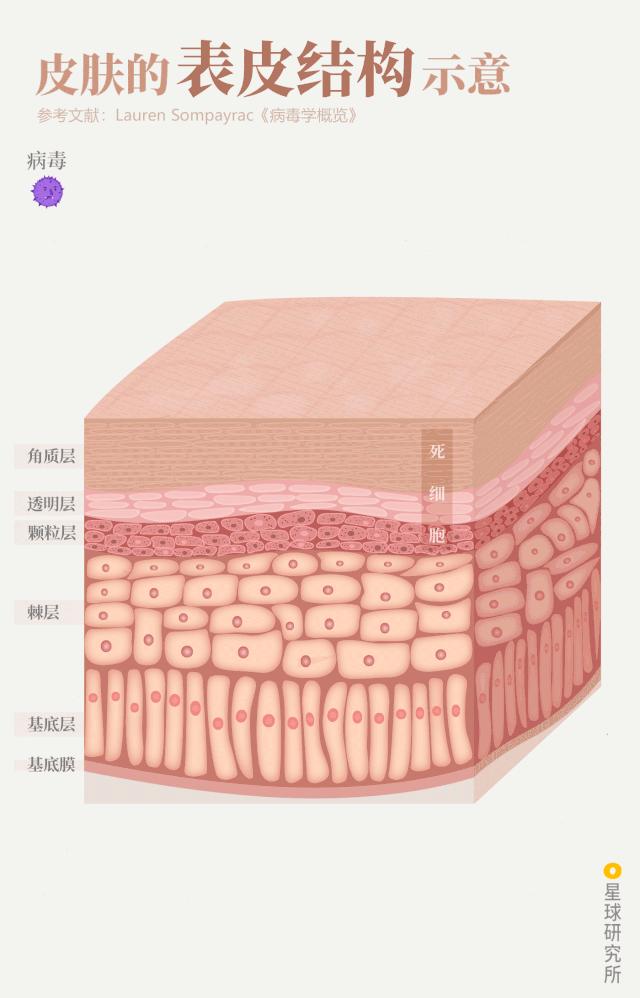 致与病毒搏斗的你！