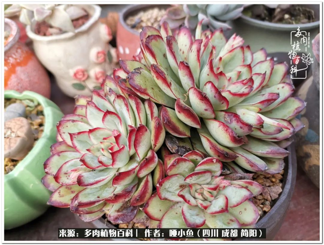 看世间繁华品一生,看世间繁华品人生美味