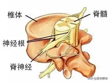 脊髓水肿压迫神经能恢复正常吗,脊髓神经根压迫症状