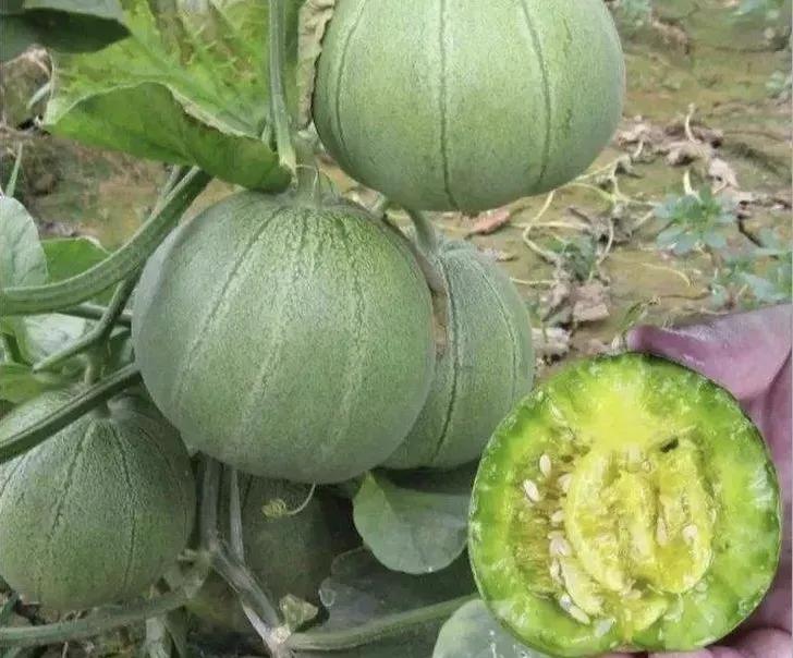 垂涎欲滴的瓜世界：瓜田李下说吃瓜，一片冰心香满园