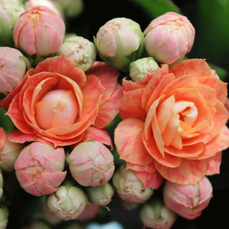 花草种类名称介绍,各种各样的花草名称大全