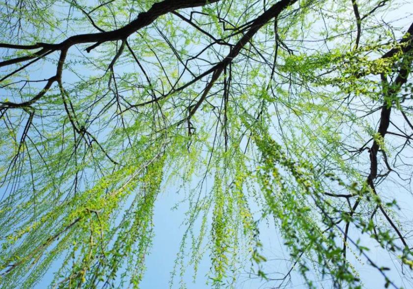 关于春天的古诗有图有诗意,唐诗三百首关于春的诗句及赏析