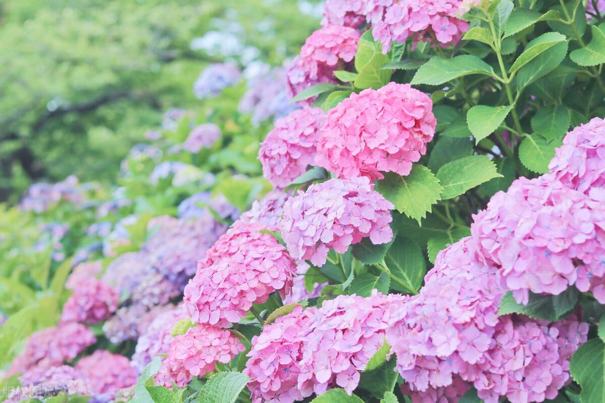 武汉五月看花的地方有哪些,武汉五月的花海