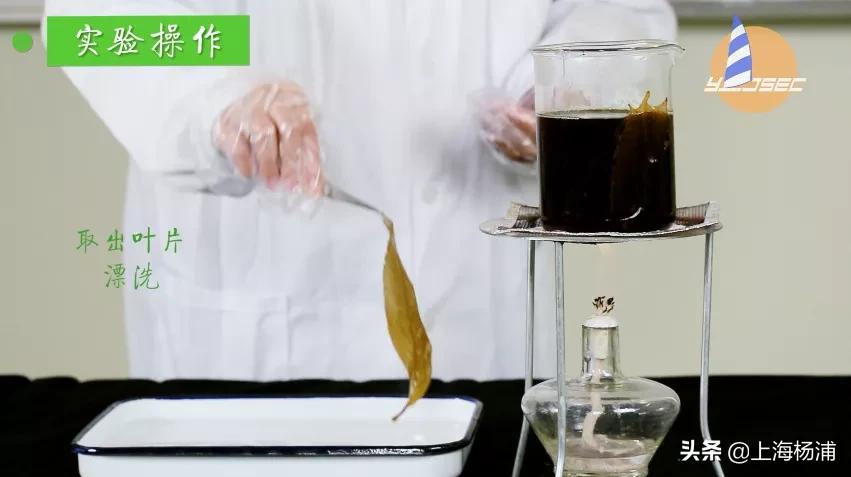 动手做一枚“叶脉书签”吧，好看又实用！【春节宅家手工】