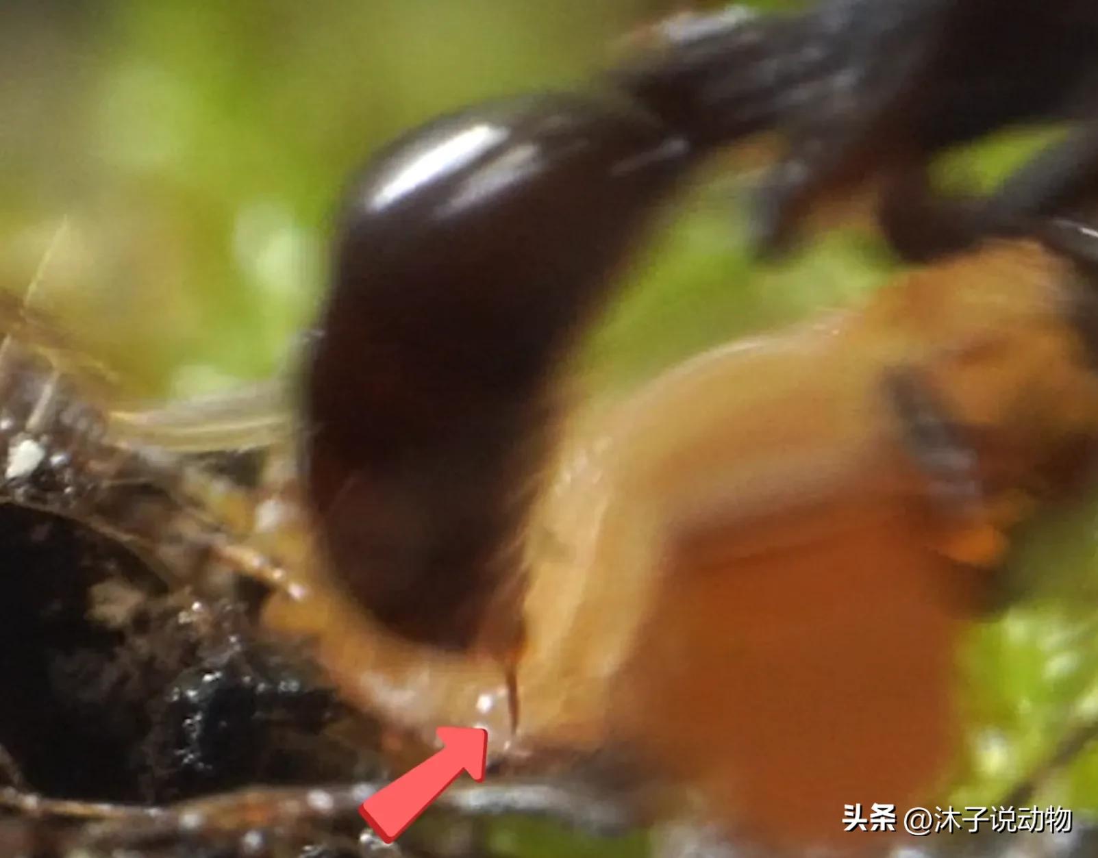 大齿猛蚁攀爬能力,山大齿猛蚁攻击速度