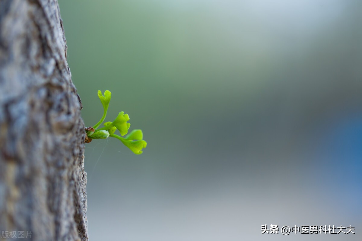 宗筋失养和宗筋不起区别,宗筋不充盈是怎么造成的