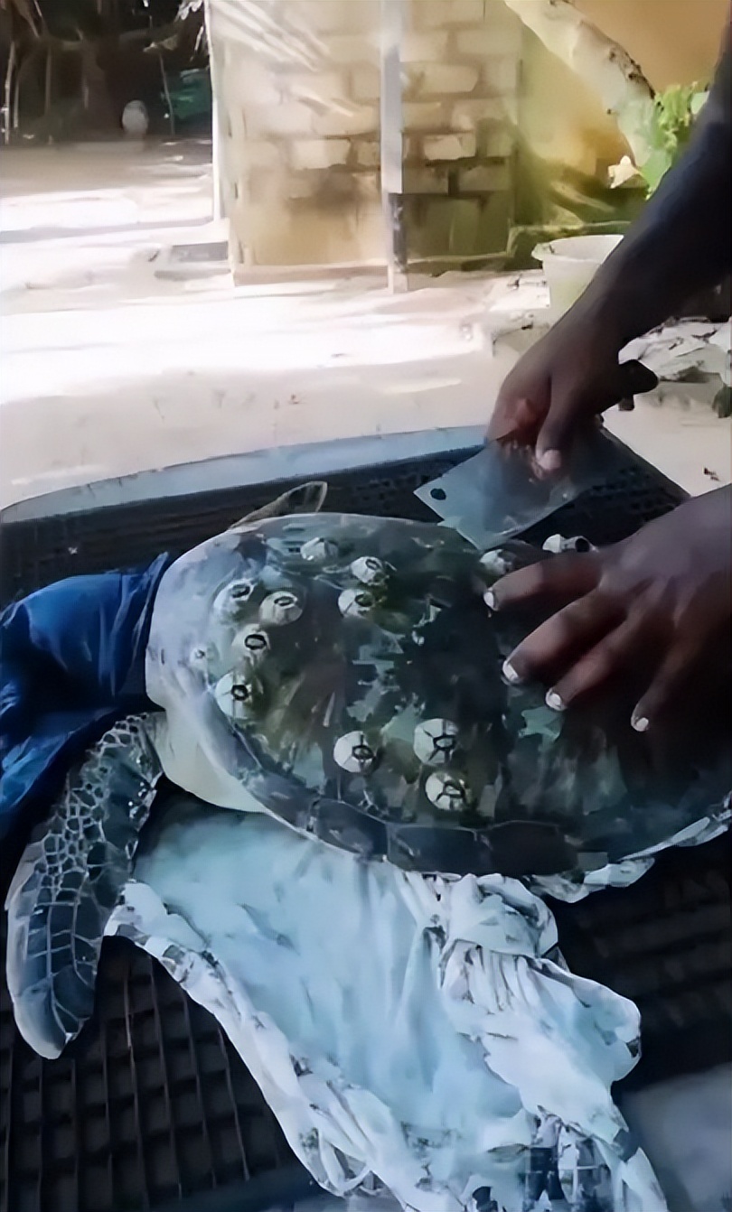 在浙江吃藤壶，还以为吞了个鬼手