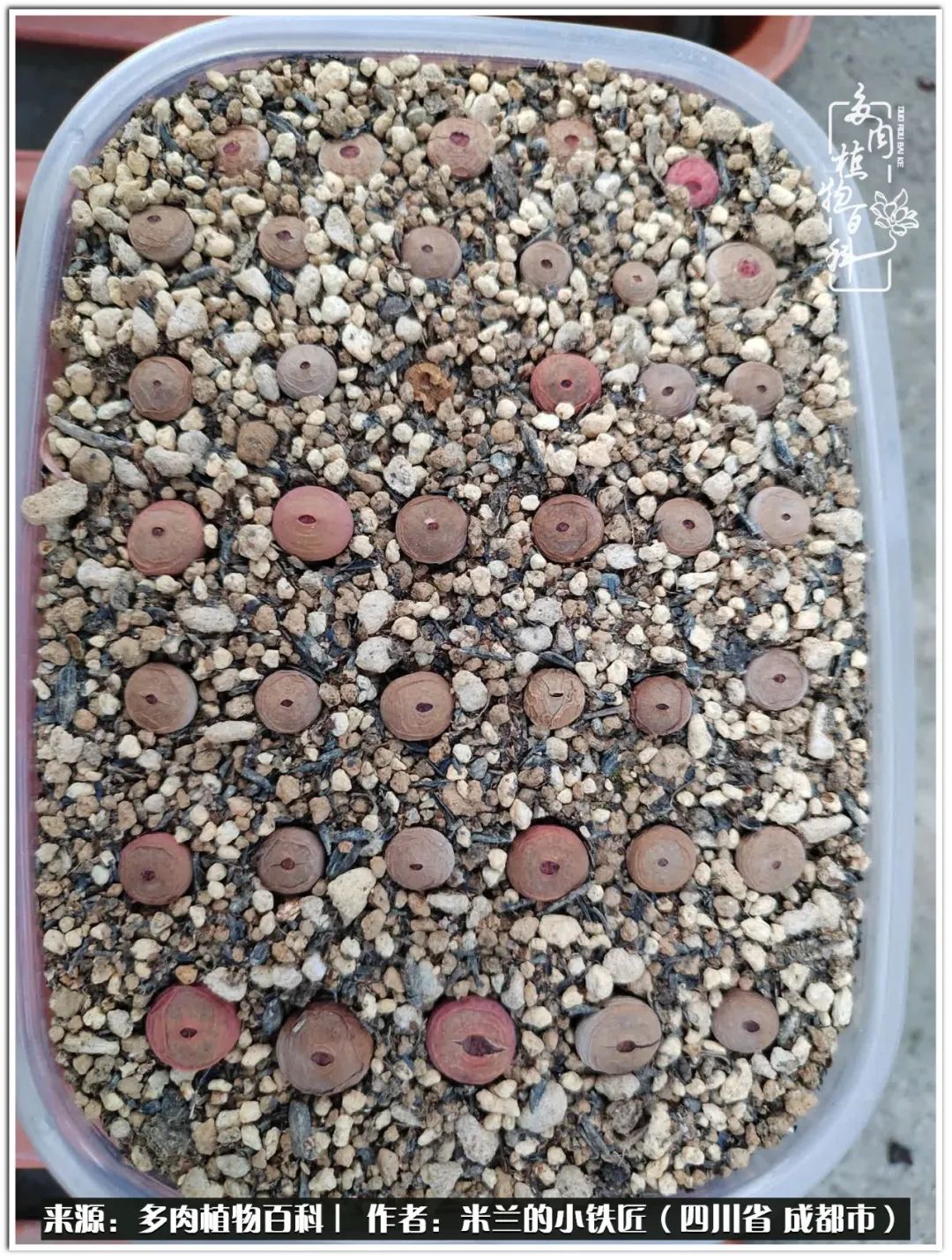 生石花好养吗怎么养护的,生石花的养殖方法和注意事项