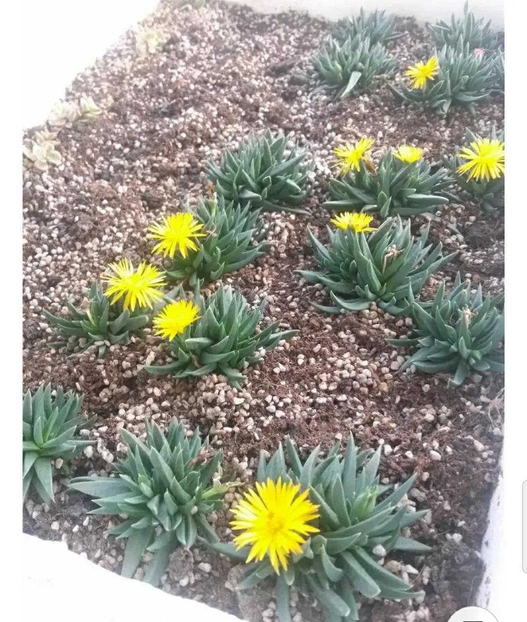 多肉植物石头开花,多肉石头花秋季