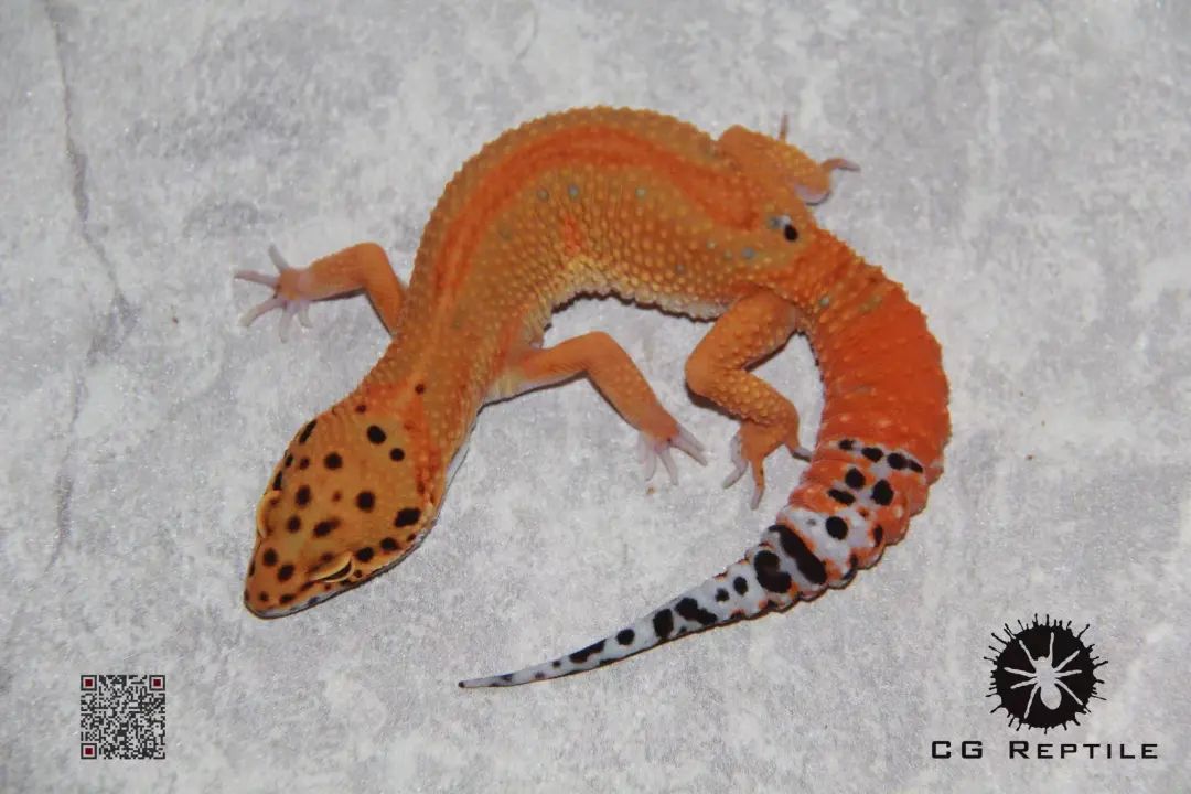 疫情与那些养爬行动物的人