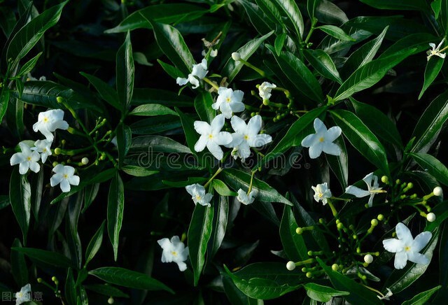 100种可以吃的花,这6种花除了观赏还可以食用